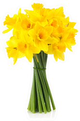 Daffodil Bunch PNG Clipart Background