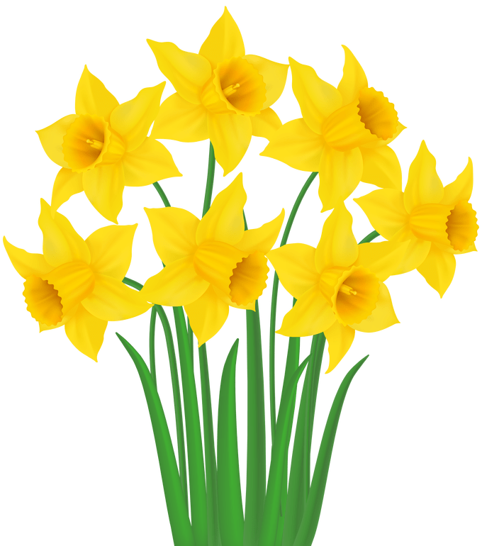 Daffodil Bunch PNG Free File Download