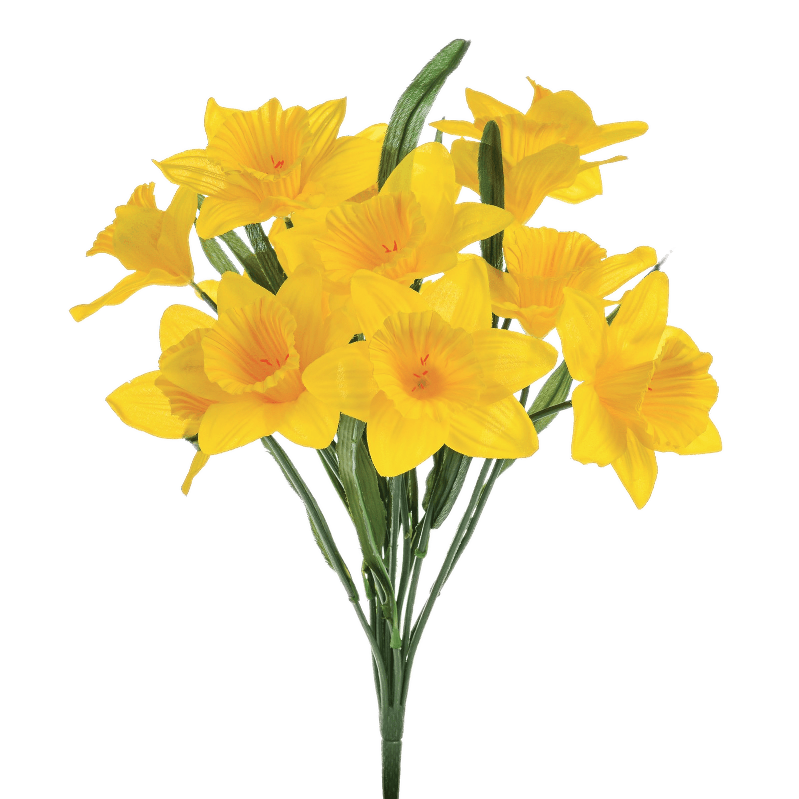 Daffodil Bunch PNG HD Quality