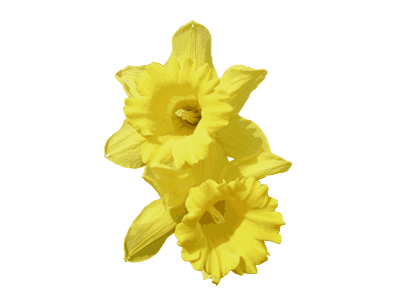 Daffodil Bunch PNG Images HD