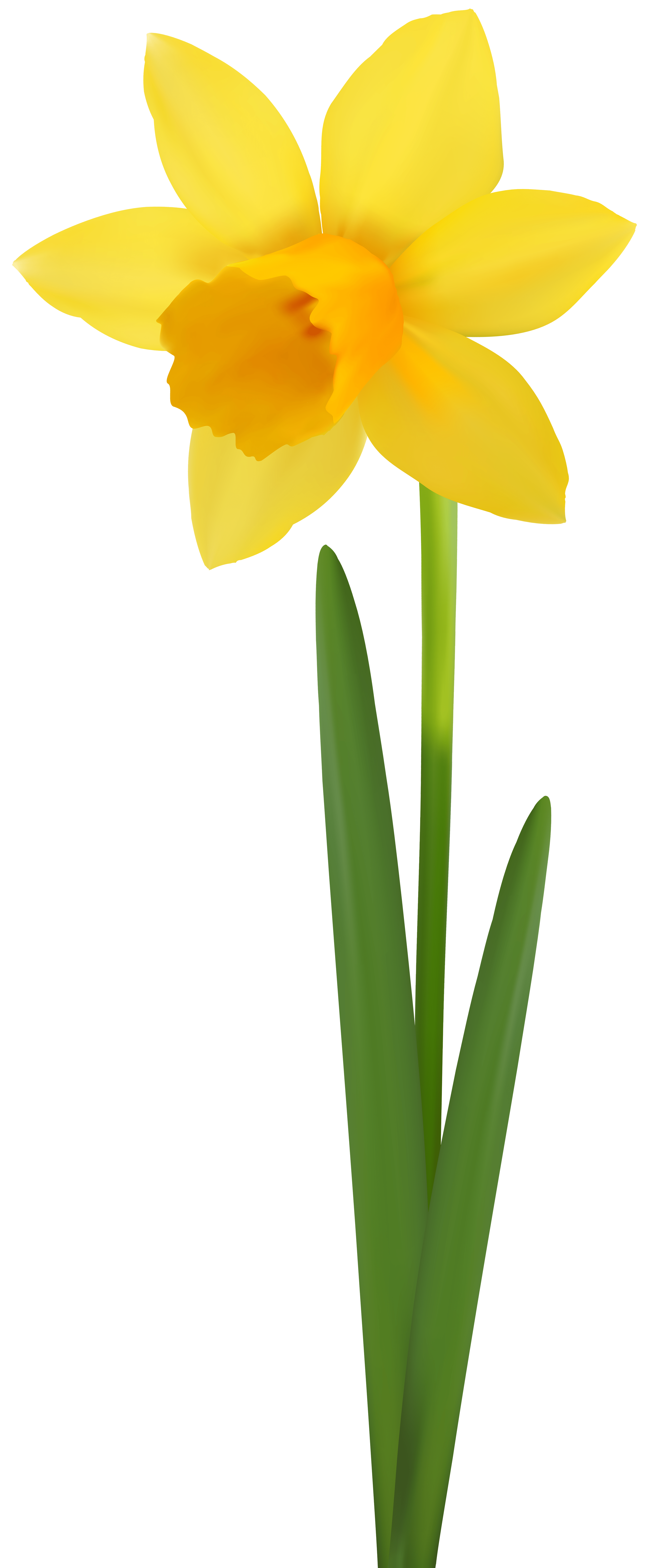 Daffodil Bunch PNG Photos