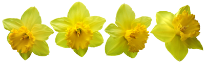 Daffodil Bunch Transparent Background