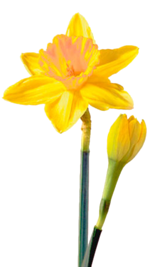 Daffodil Bunch Transparent File