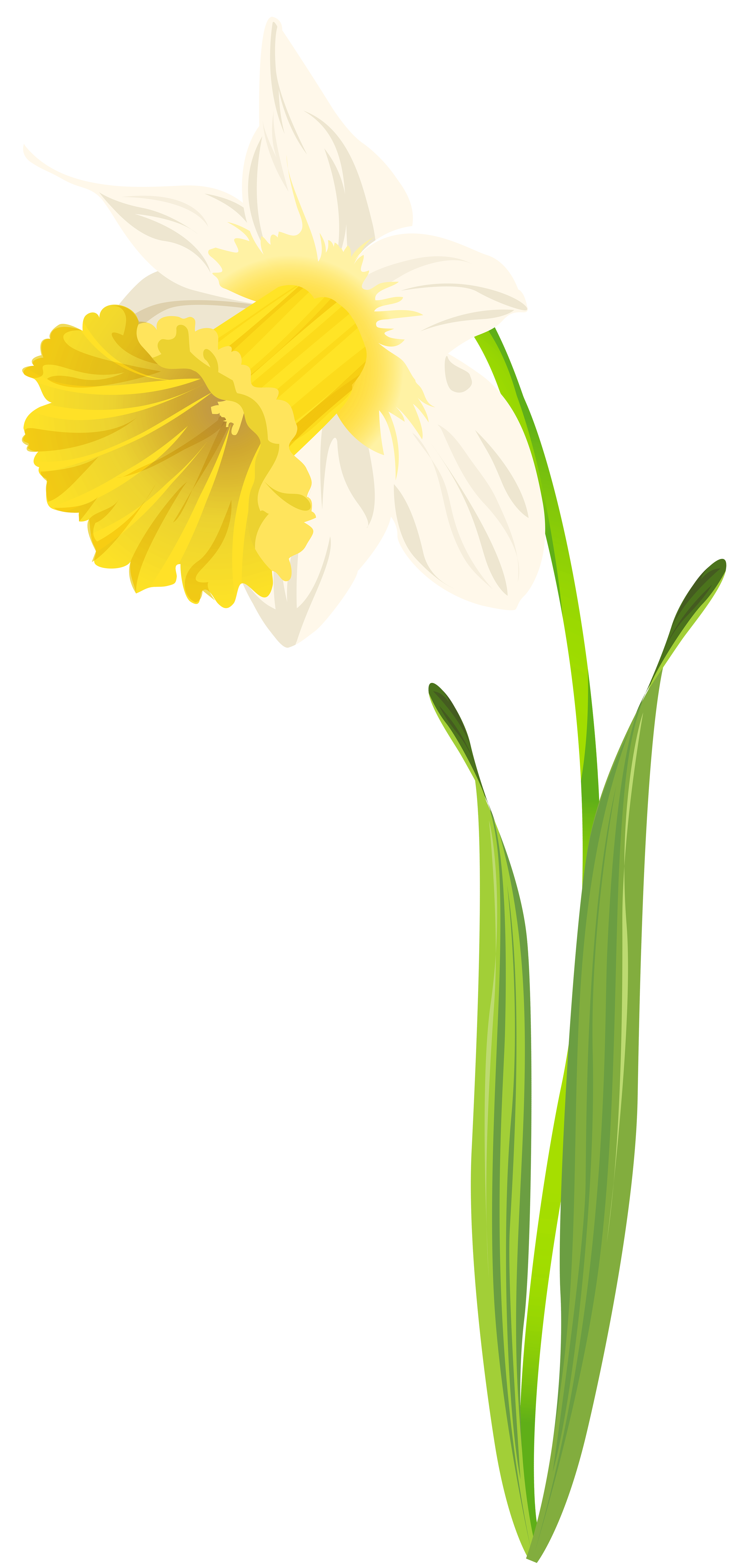 Daffodil Bunch Transparent Free PNG