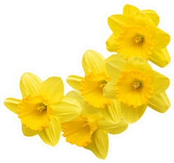 Daffodil Bunch Transparent Image