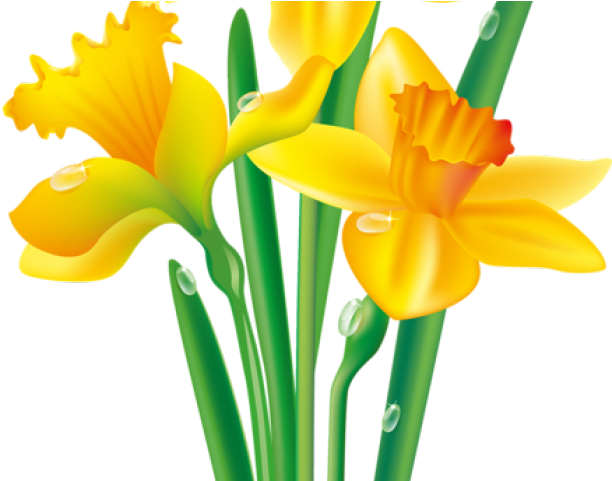 Daffodil Bunch Transparent Images