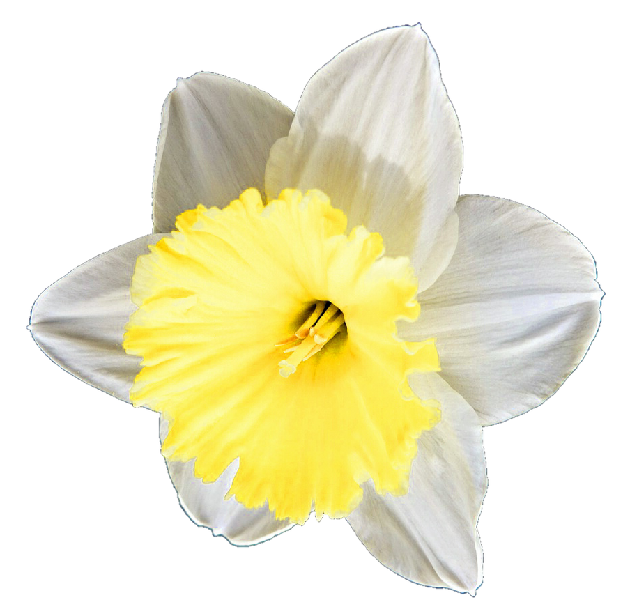 Daffodil Pin Background PNG Image