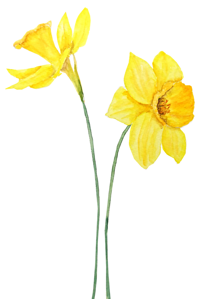 Daffodil Pin PNG Free File Download