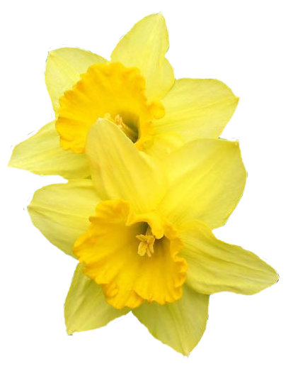 Daffodil Pin PNG HD Quality