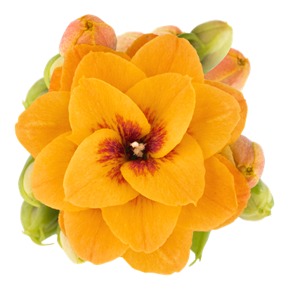 Dahlia Orange Transparent Image