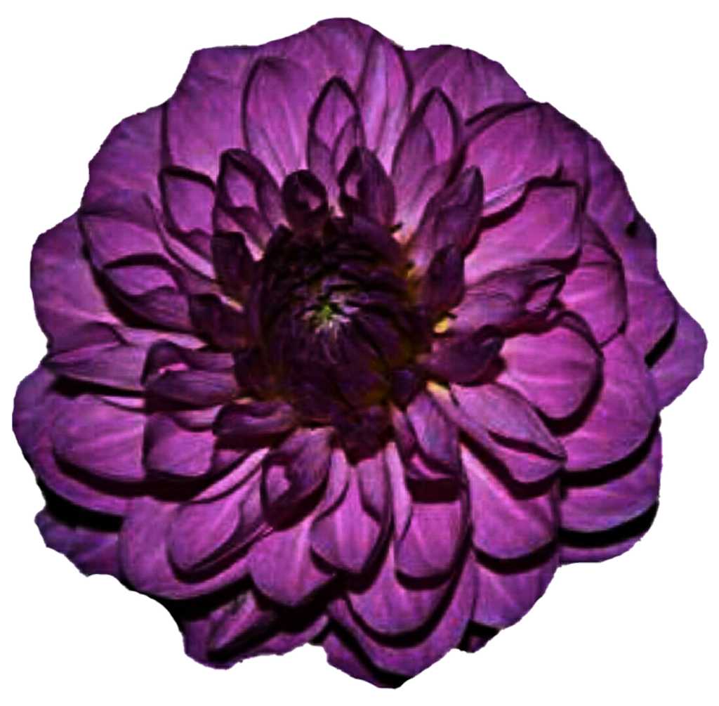 Dahlia Purple Background PNG Image