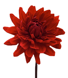 Dahlia Red Background PNG Image
