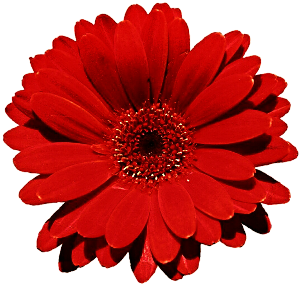 Dahlia Red Free PNG