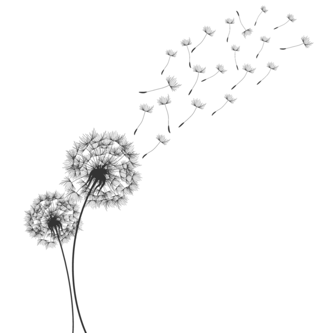 Dandelion Blowing PNG Background