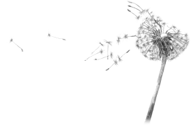 Dandelion Blowing PNG Clipart Background
