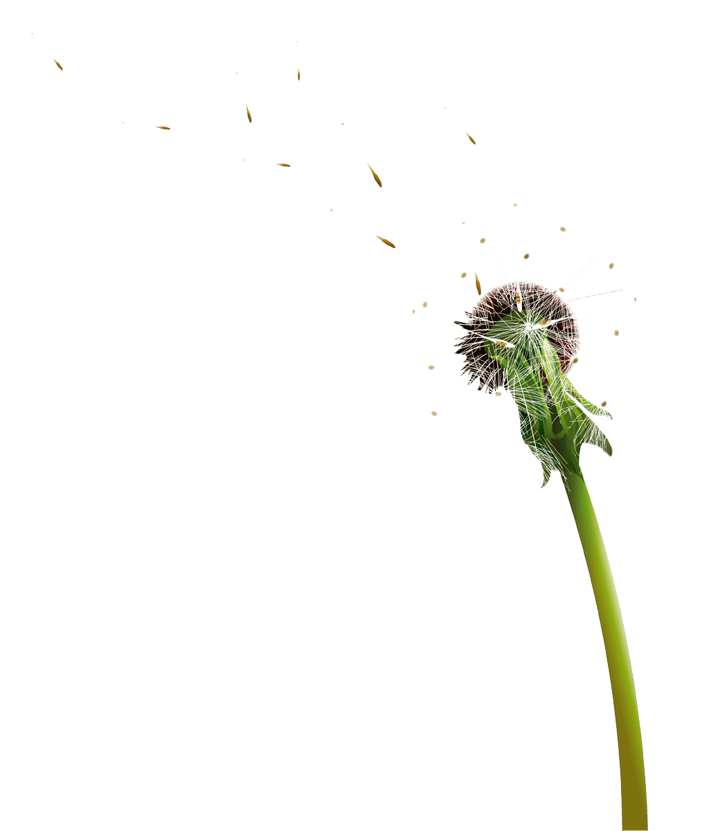 Dandelion Blowing PNG HD Quality