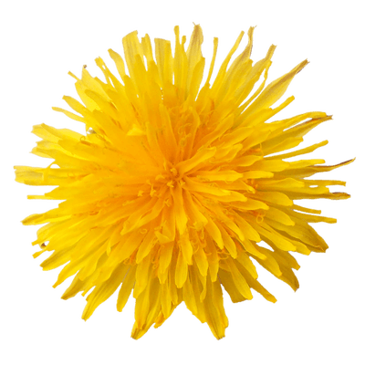Dandelion Flower PNG HD Quality