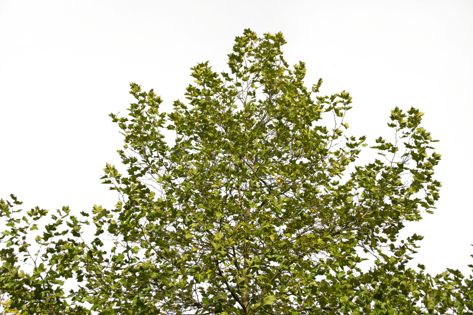Dark Green Tree PNG Clipart Background