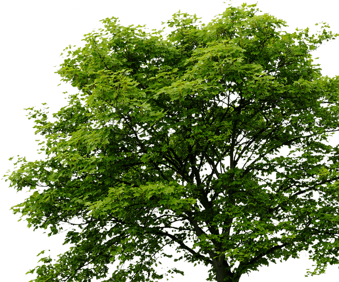 Dark Green Tree PNG HD Quality