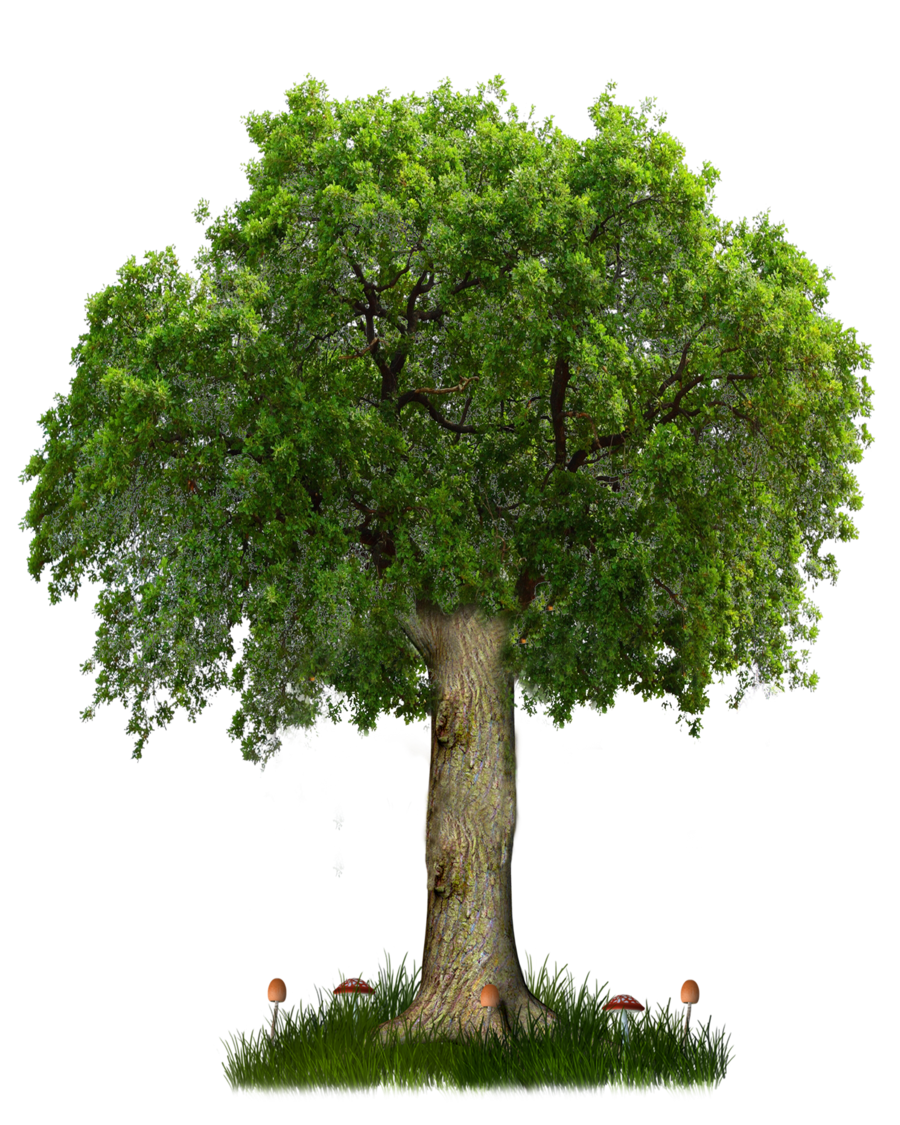 Dark Green Tree Transparent Free PNG