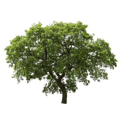 Dark Green Tree Transparent PNG