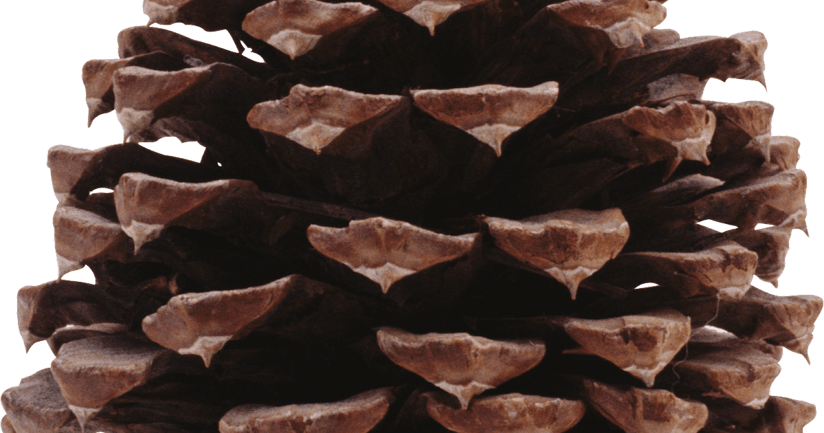 Dark Pine Cone Background PNG Image