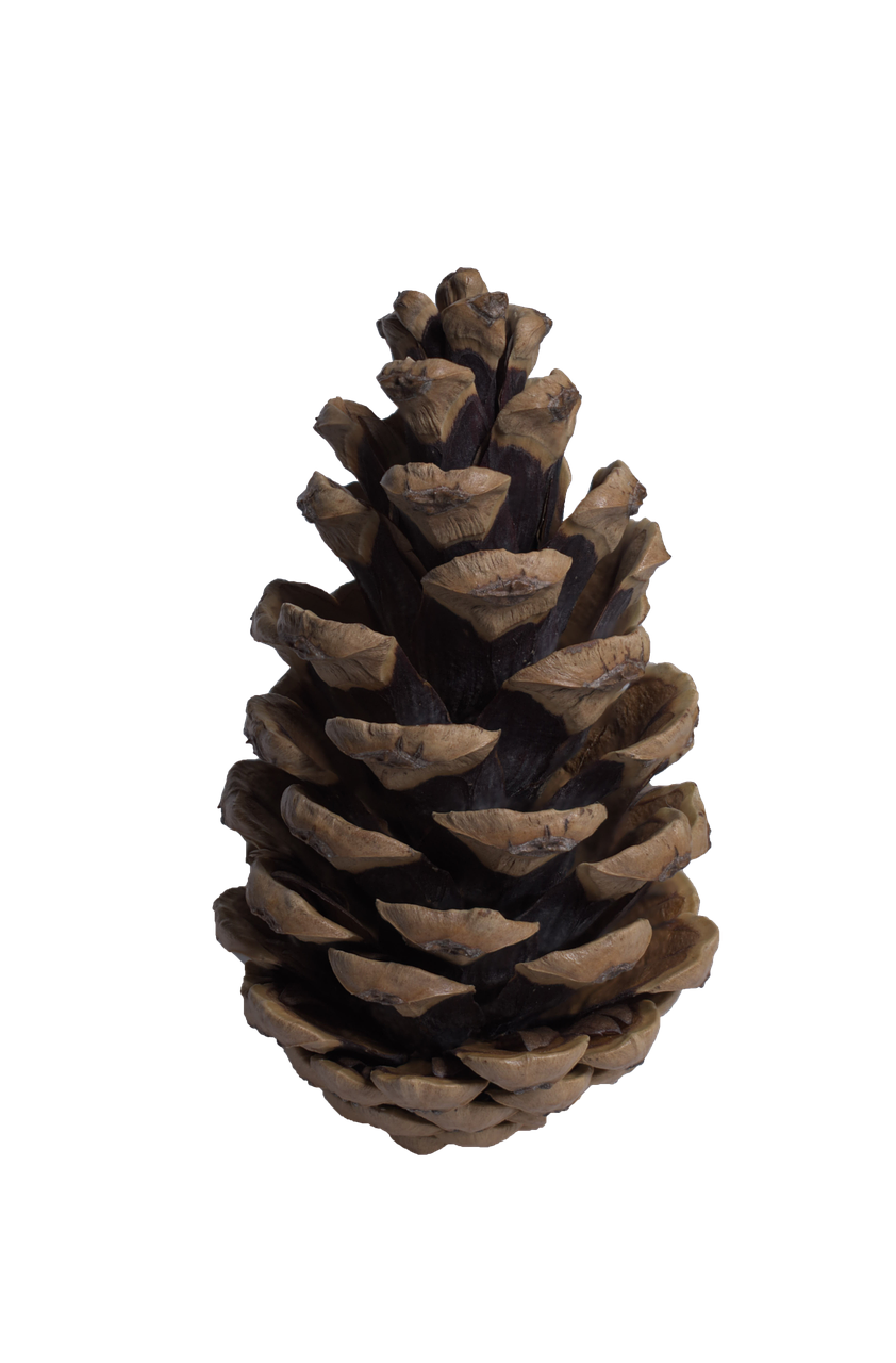Dark Pine Cone Download Free PNG