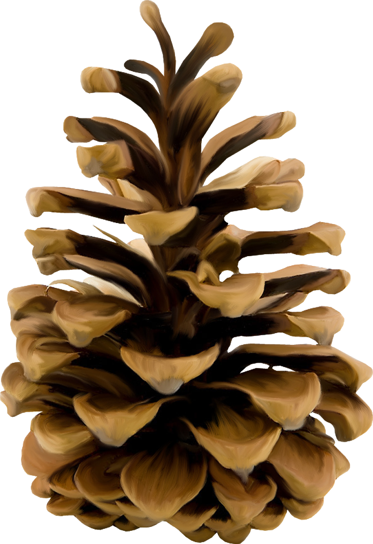 Dark Pine Cone PNG Clipart Background