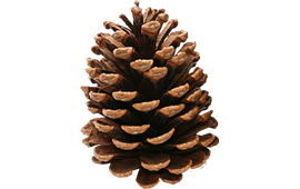 Dark Pine Cone PNG HD Quality