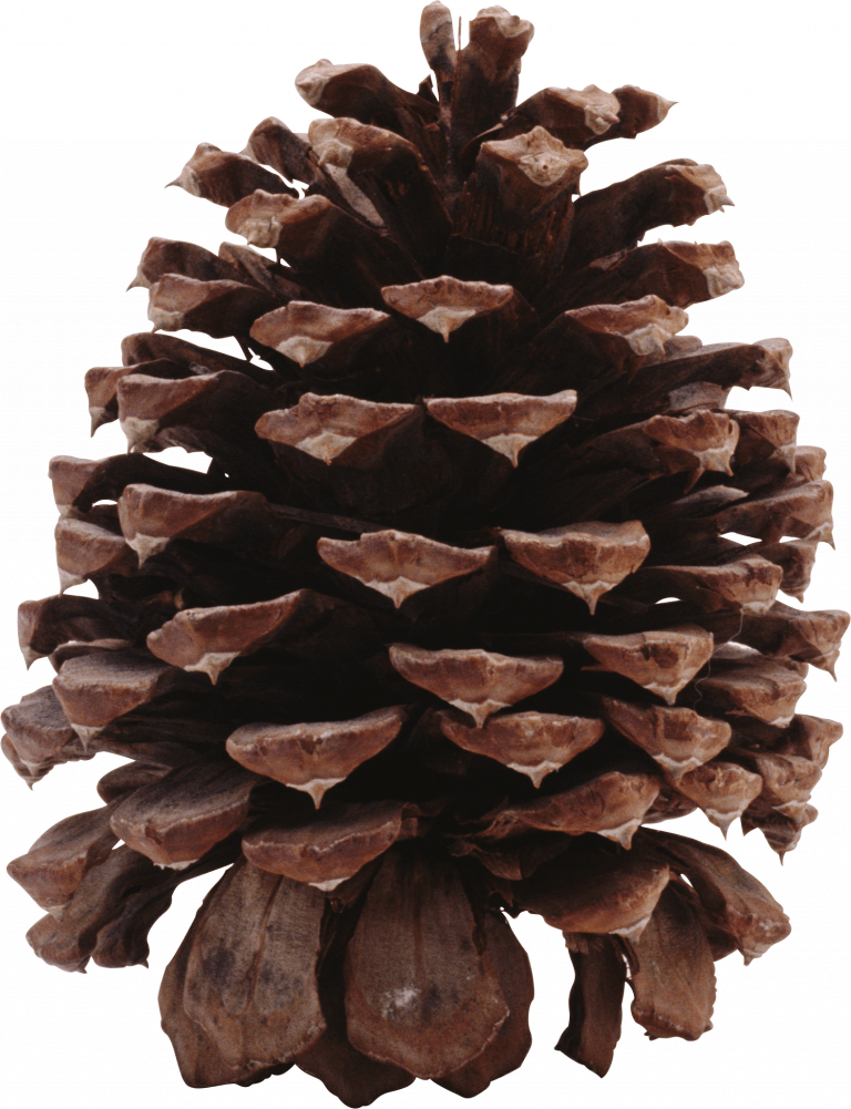 Dark Pine Cone Transparent Background