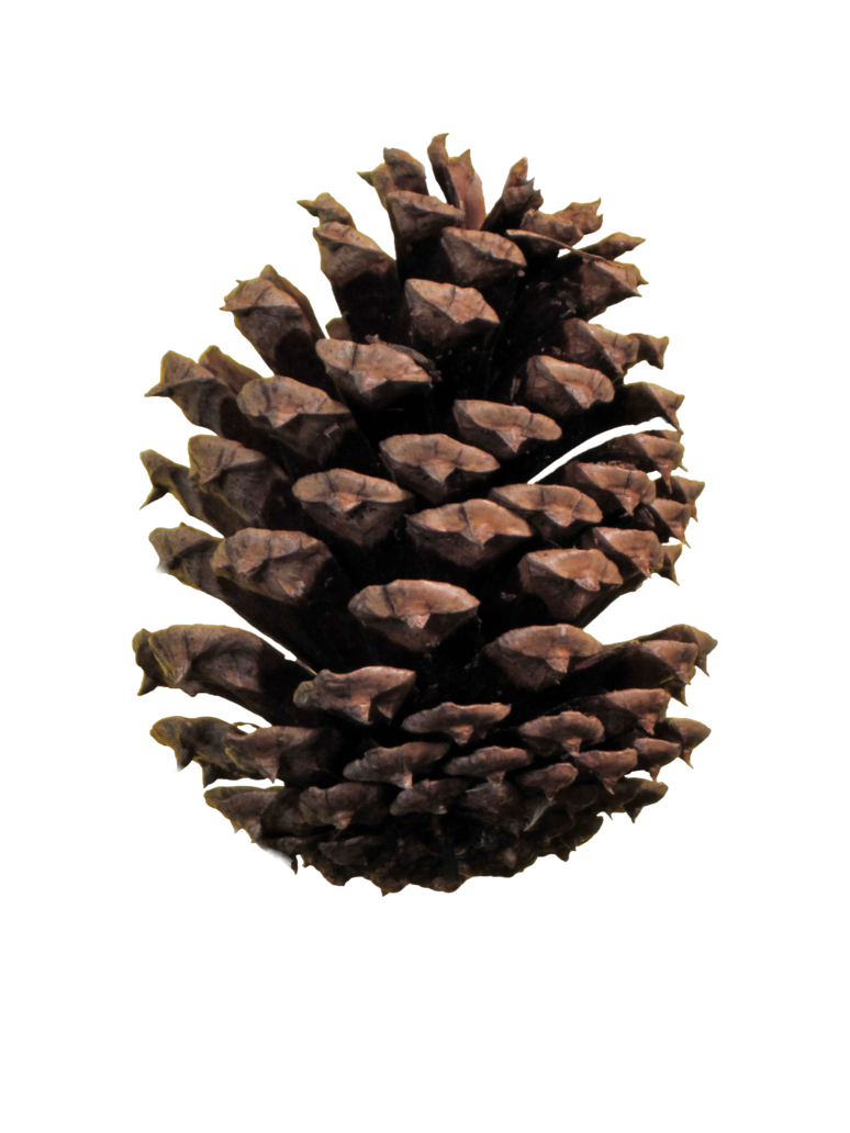 Dark Pine Cone Transparent PNG