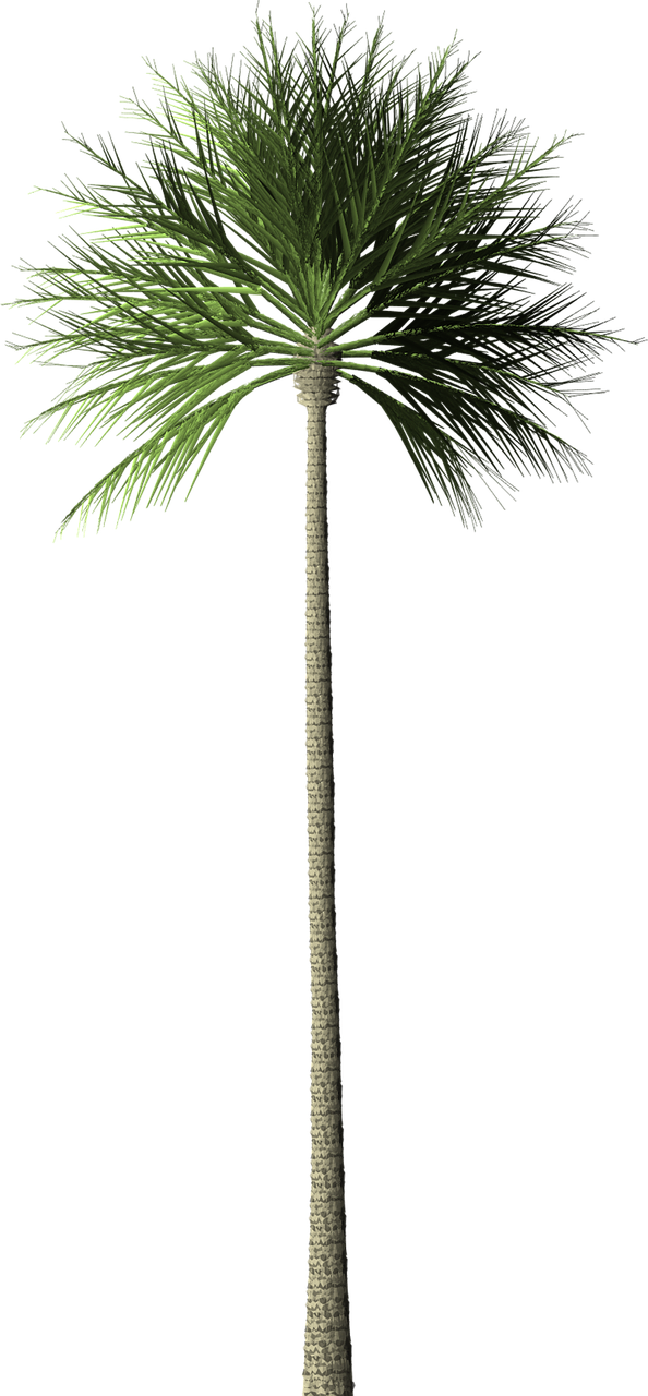 Date Palms Background PNG Image