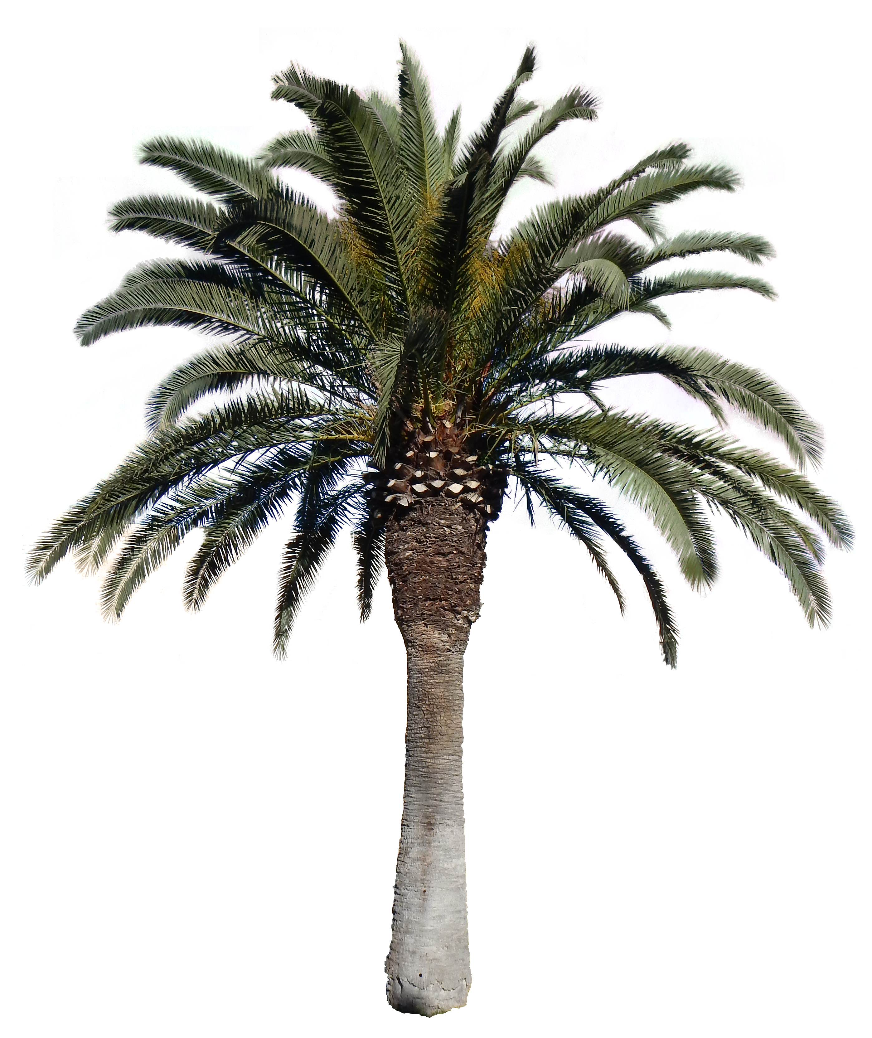 Date Palms Download Free PNG