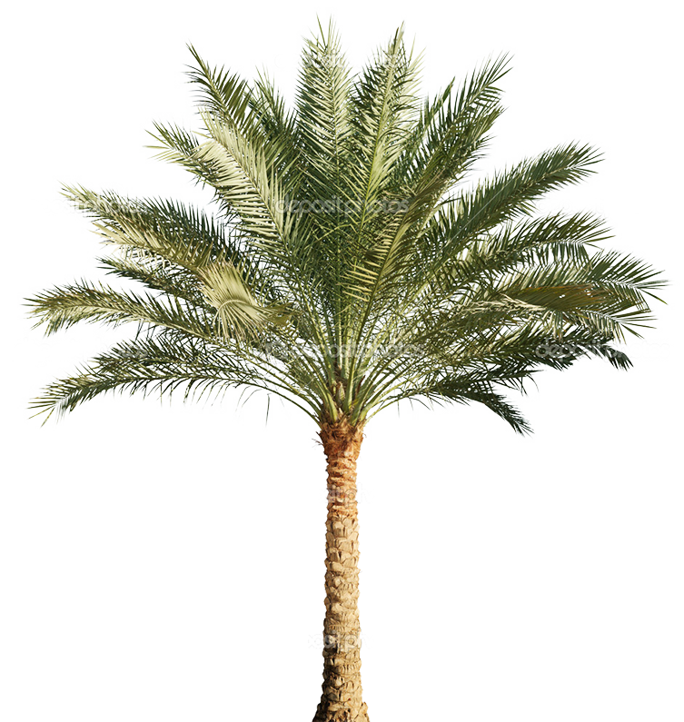 Date Palms Transparent Background
