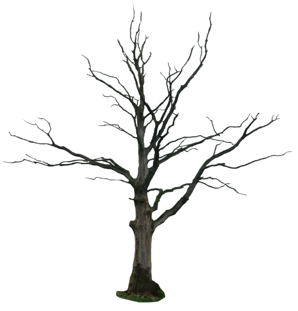 Dead Tree Empty Branches Free PNG
