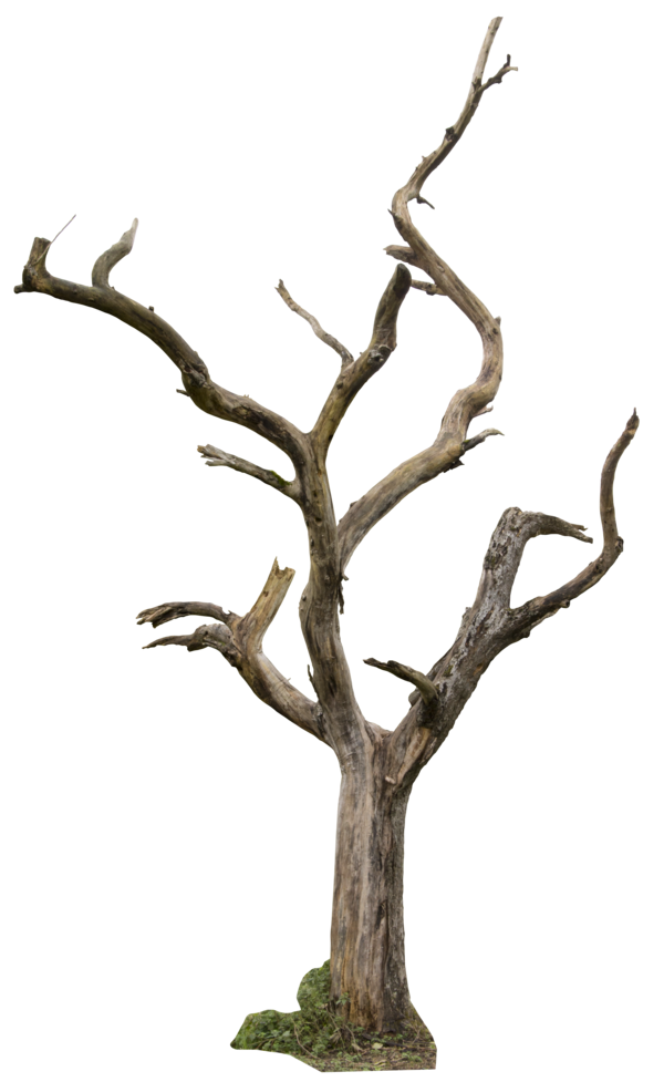 Dead Tree Empty Branches PNG Free File Download