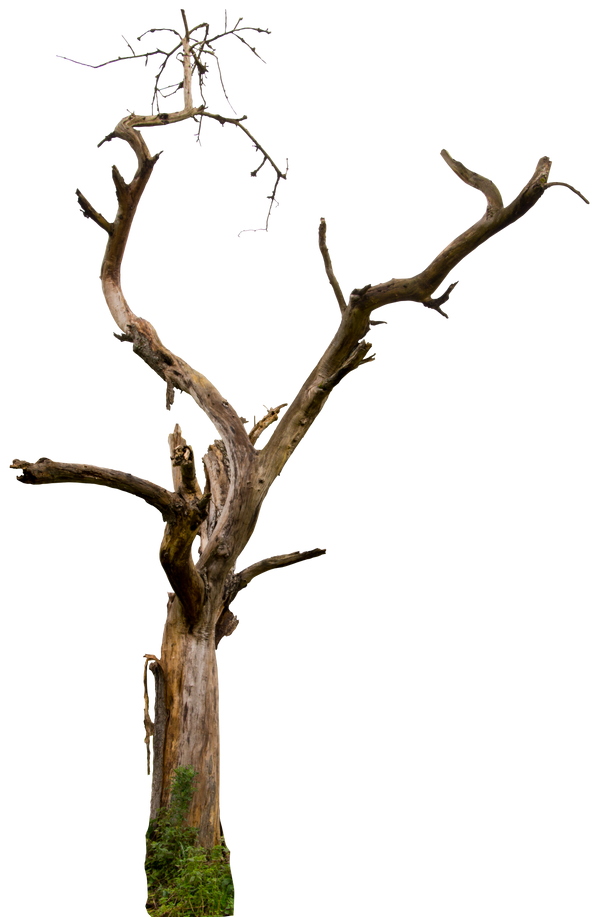 Dead Tree Empty Branches PNG Photos