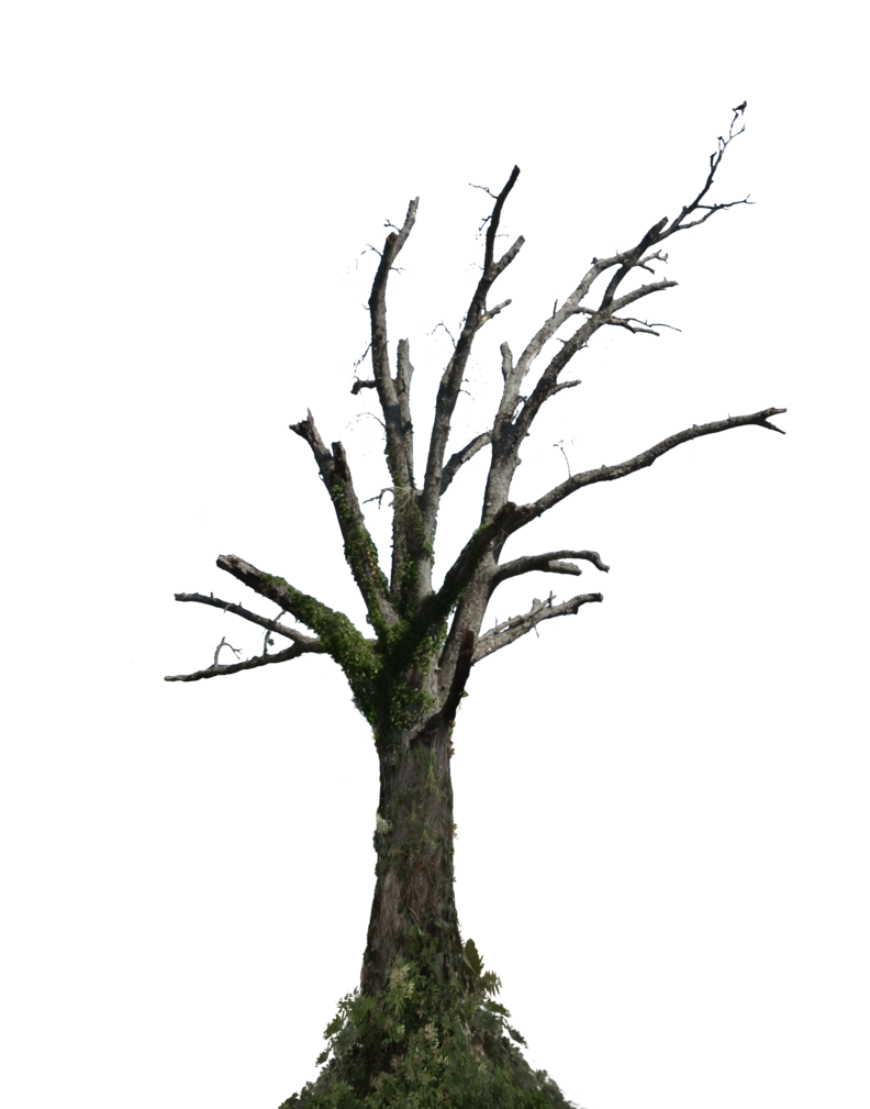 Dead Tree Trunks PNG Images HD