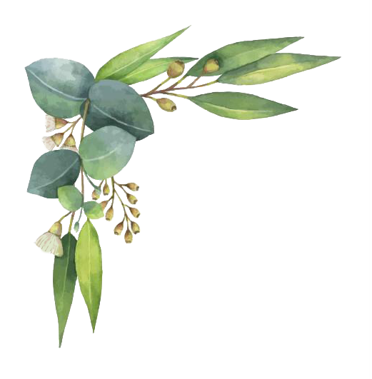 Eucalyptus Leaves Download Free PNG