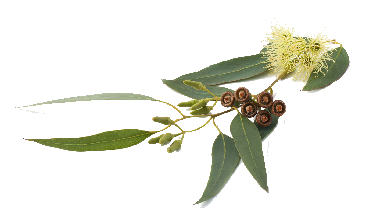 Eucalyptus Leaves Free PNG
