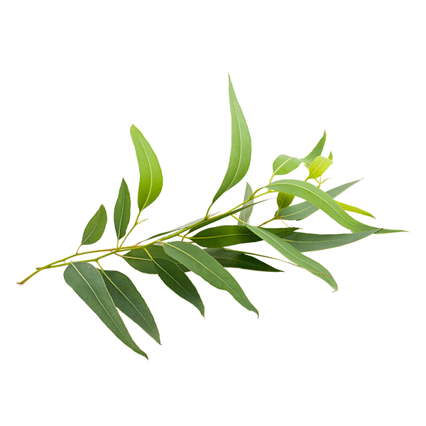 Eucalyptus Leaves PNG Clipart Background