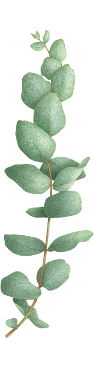 Eucalyptus Leaves PNG HD Quality