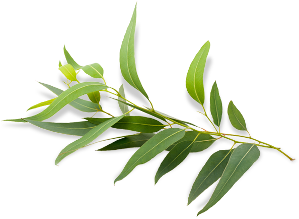 Eucalyptus Leaves Transparent File