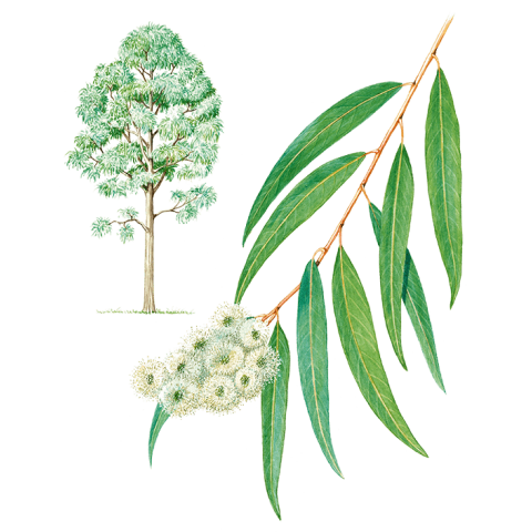Eucalyptus PNG Background