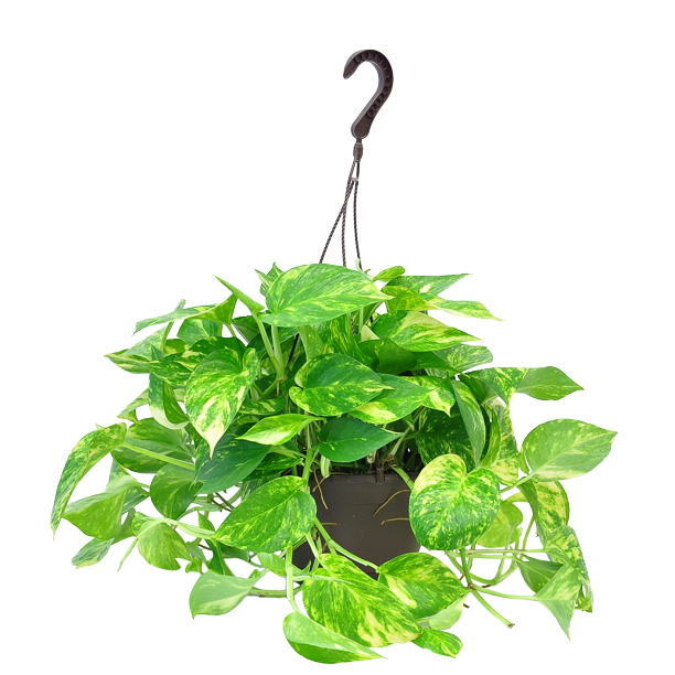 Exotic Plant Free PNG
