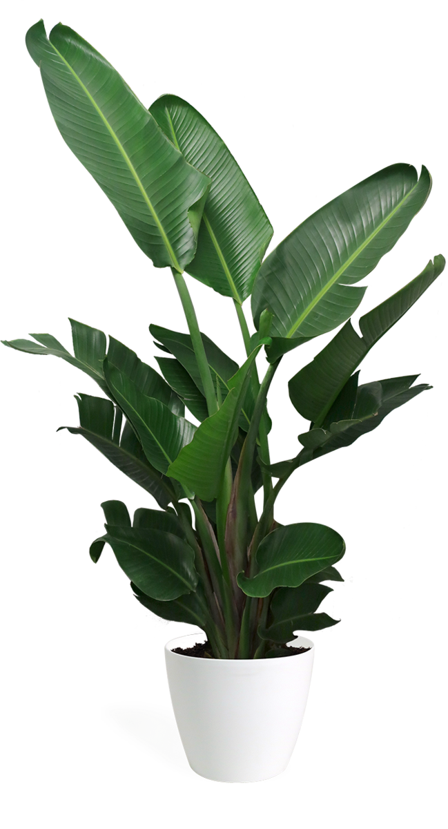 Exotic Plant PNG HD Quality