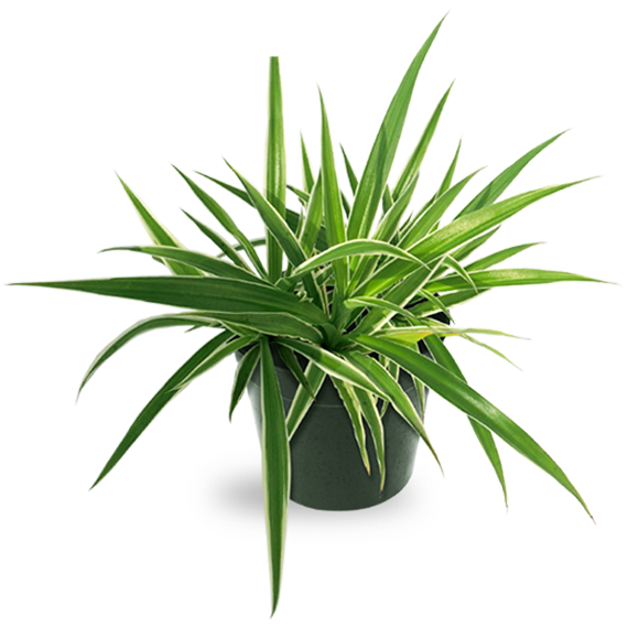 Exotic Plant Transparent Free PNG