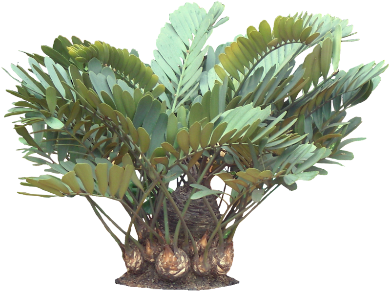 Exotic Plant Transparent Image