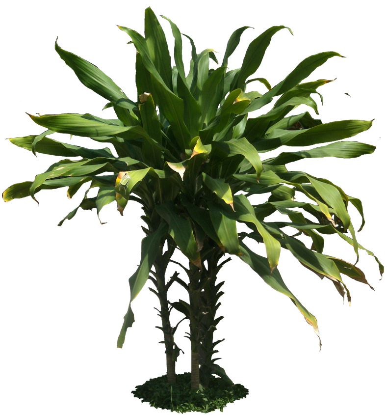 Exotic Plant Transparent Images