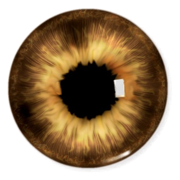 Eye Brown Yellow PNG Clipart Background